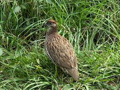 Hawai'i Volcanoes National Park