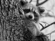 Raccoon