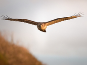 In the line of flight