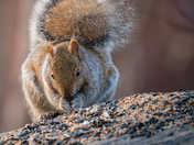 The bane of bird feeders