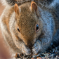 Previous upload