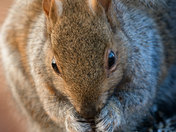 The bane of bird feeders