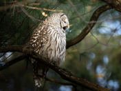 Tired barred owl