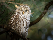 Winking barred owl
