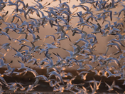 Elkhorn Slough National Estuarine Research Reserve