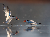 Elkhorn Slough National Estuarine Research Reserve 