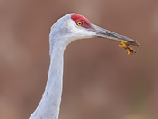 Sandhill crane family 