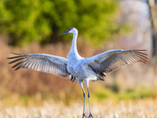 Sandhill crane family 