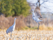 Sandhill crane family 