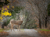 White Tailed Buck
