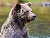 Seeking Salmon