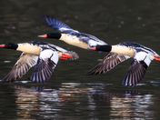 Common Mergansers 