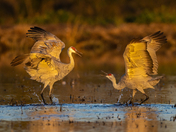 Cosumnes River Preserve