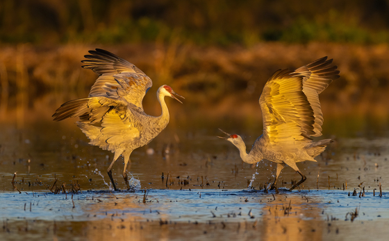 Cosumnes River Preserve