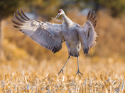 Sandhill cranes
