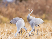 Sandhill cranes