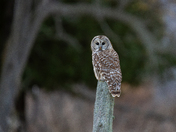 Barred Owl