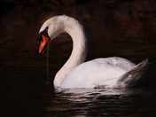 Mute Swan
