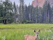 Yosemite National Park