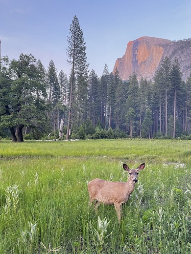 Yosemite National Park