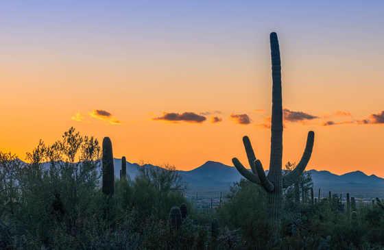 Saguaro National Park
