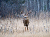 A little tuckered out