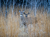 Curious and Protective