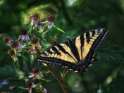 Willapa Bay National Wildlife Refuge 