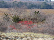 Parker River National Wildlife Refuge