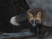 Low Light Hunter