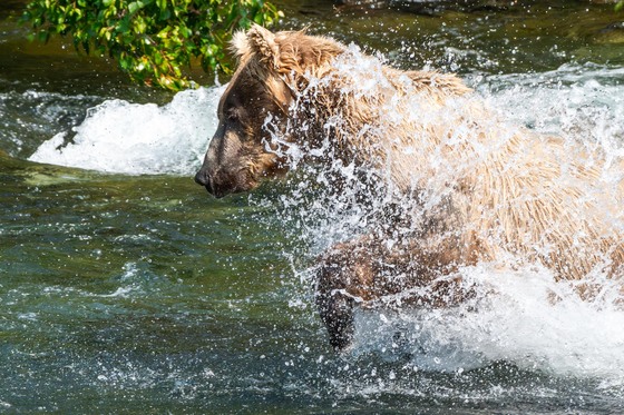 Katmai National Park and Preserve