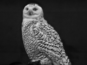 snow owl came to Toronto