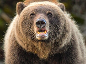 Grizzly Bear