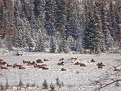 Sleeping Elk