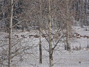 Sleeping Elk