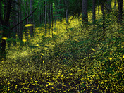 Great Smoky Mountains National Park