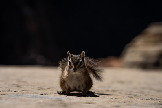 Zion National Park