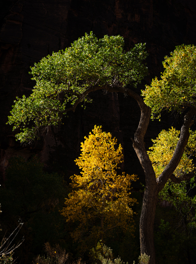 Zion National Park