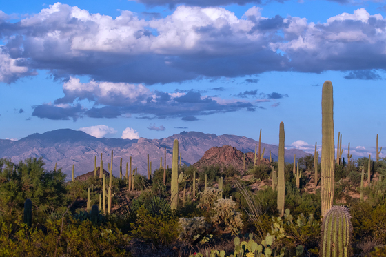 Saguaro National Park