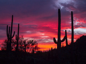 Saguaro National Park