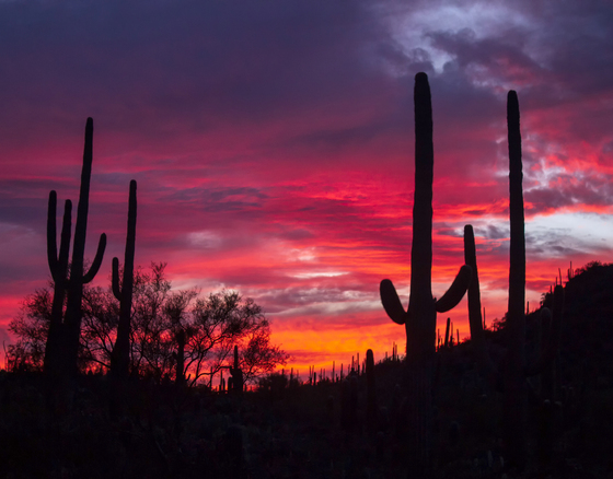 Saguaro National Park