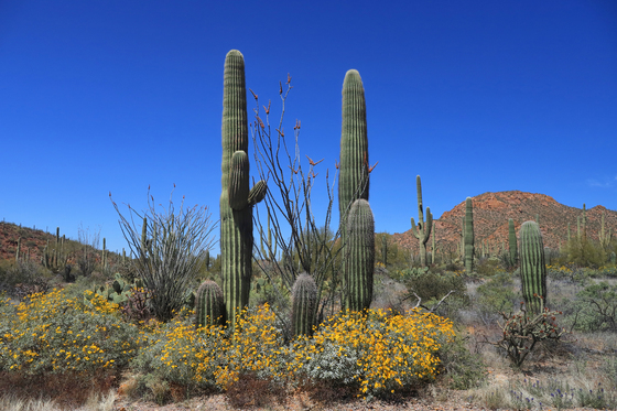Saguaro National Park