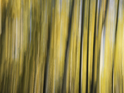 Coronado National Forest