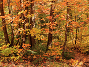Coronado National Forest