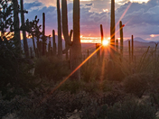 Saguaro National Park West