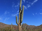 Saguaro National Park West