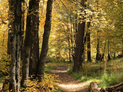 Coronado National Forest
