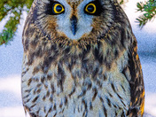 Short Eared Owl