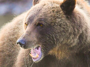 Drooling Grizzly!