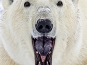 Polar Bear Yawn